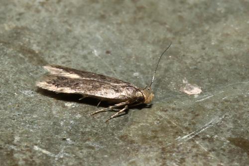 Bryotropha sp.